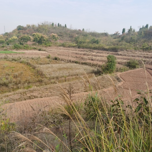 常宁市村集体土地流转