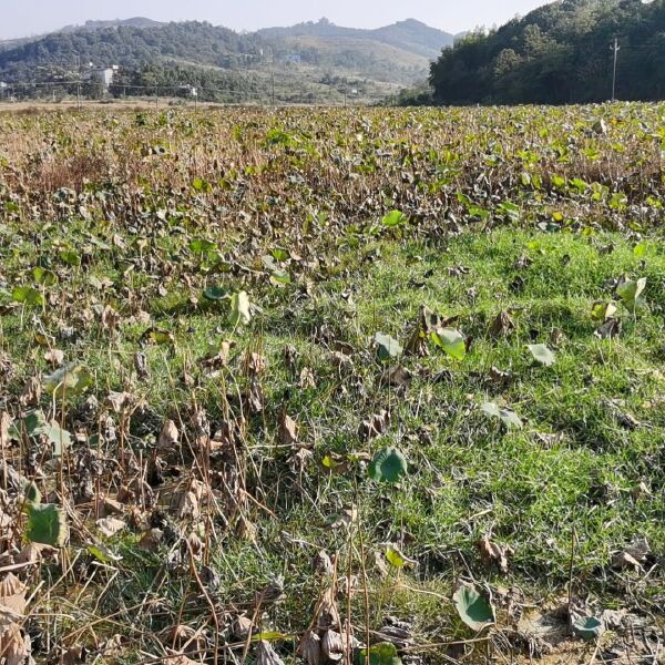 村集体土地流转