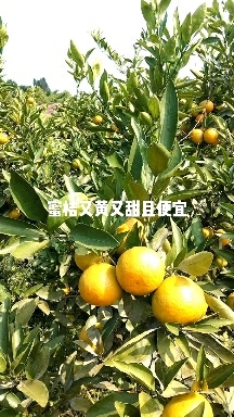 蜜桔