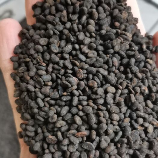 补骨脂新货中药材补骨脂 假一赔十实图上传