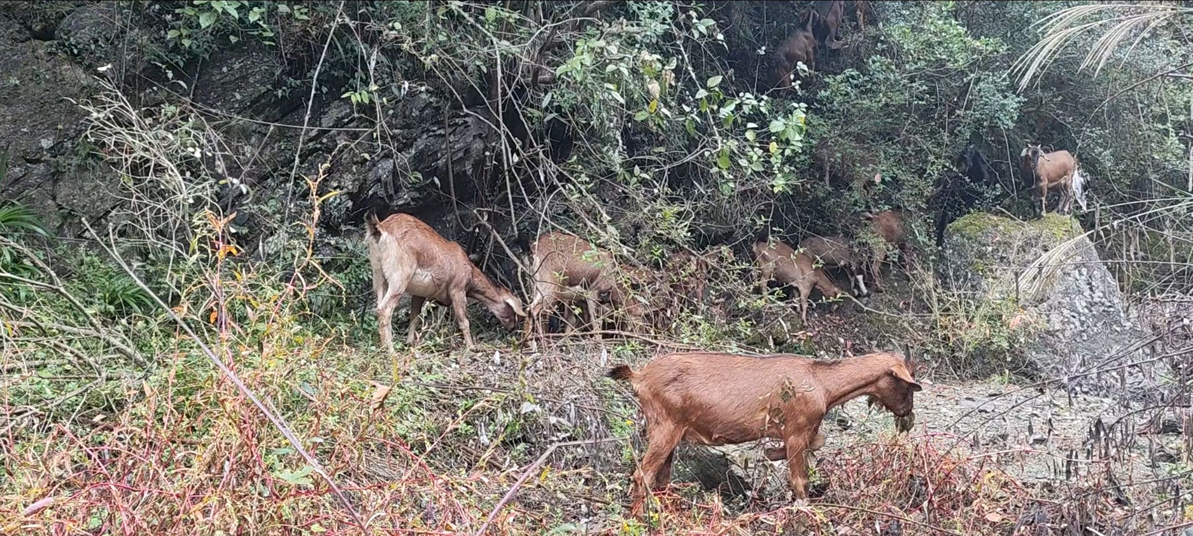 南江黄 小耳羊高品质纯放养山羊 高海拔山区山羊 棕耳羊