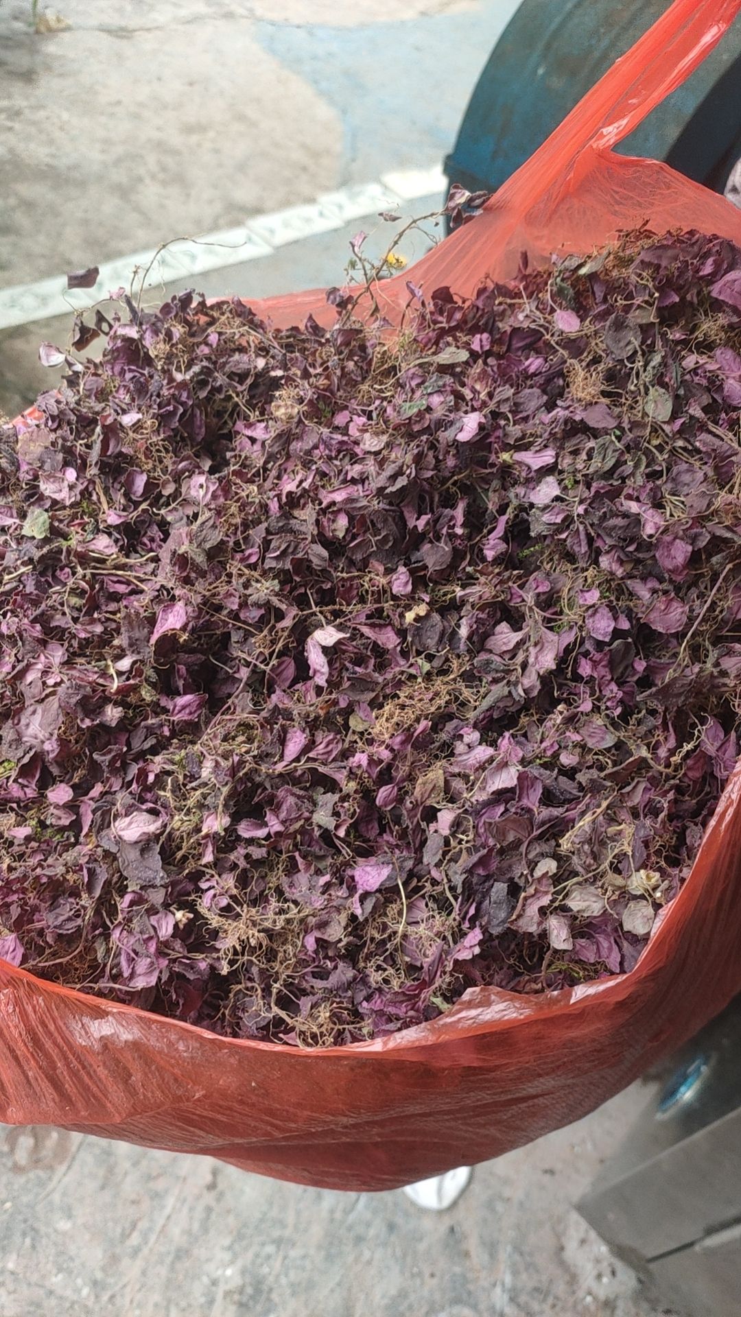 全红风柜斗草风鼓草褚头红小叶风鼓草带斗味酸