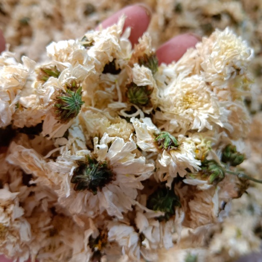 成都贡菊质量很好