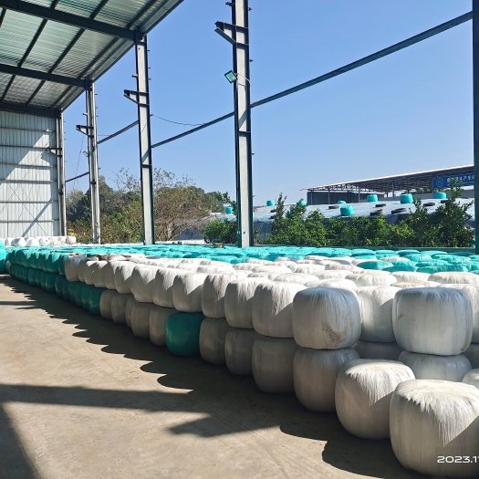 射洪市全珠玉米青储 黄储