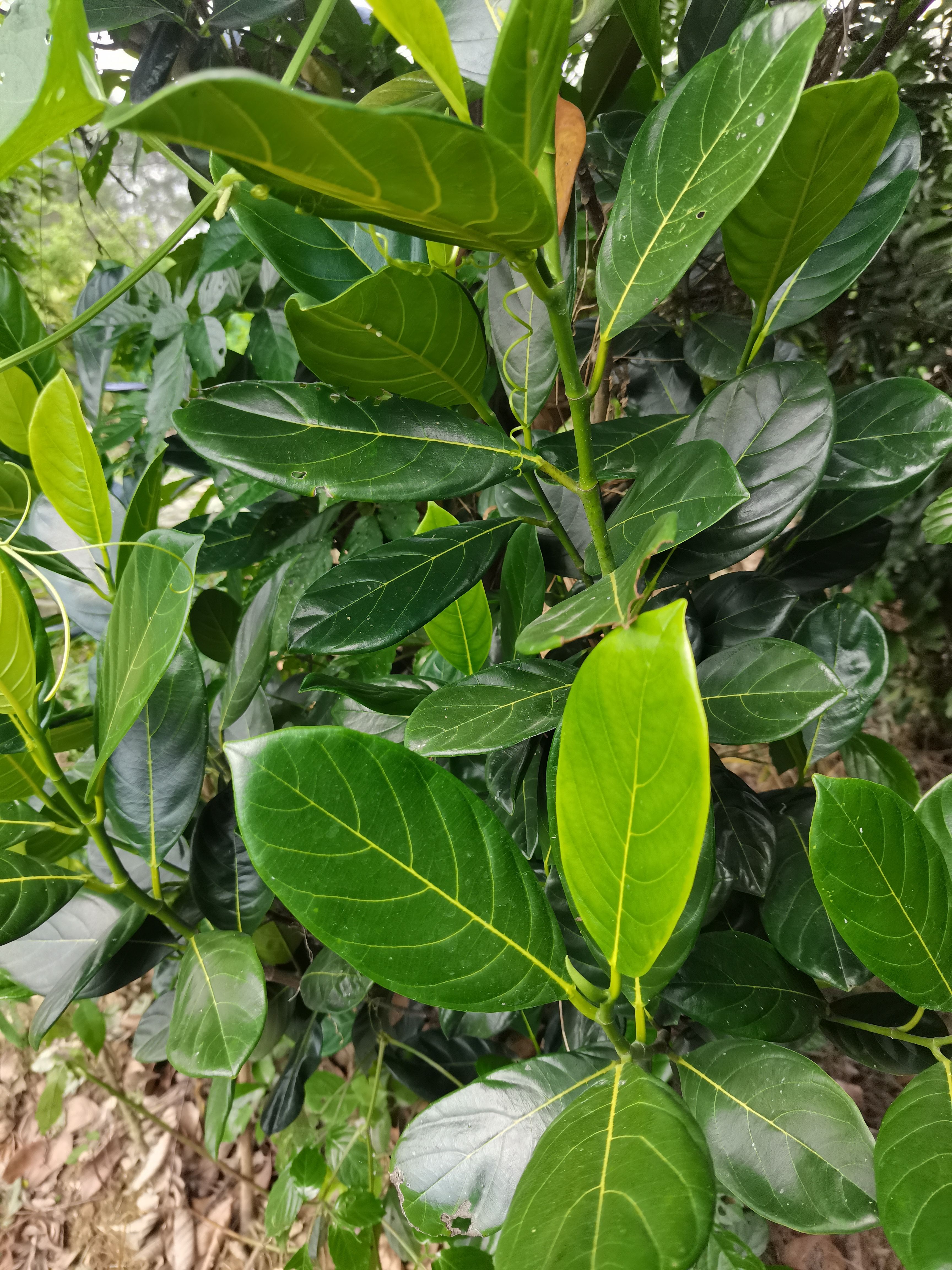 早熟龙眼大肉红枇杷四季莲雾木菠萝紫皮黄皮果释迦万寿果