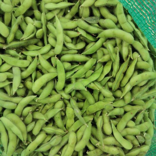 什邡市冬毛豆