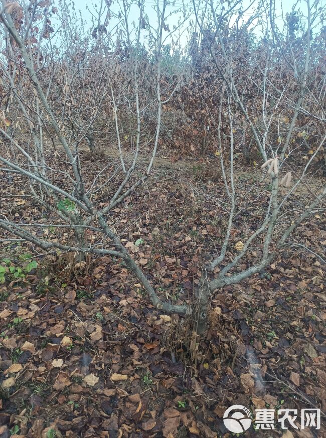 美国大榛子树维达十年生当年结果亩产万斤