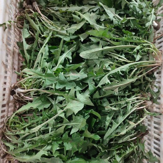 睢县冬季头茬蒲公英小颗嫩菜，支持各大电商一件代发