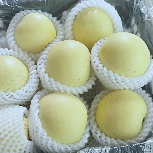 赵县皇冠梨