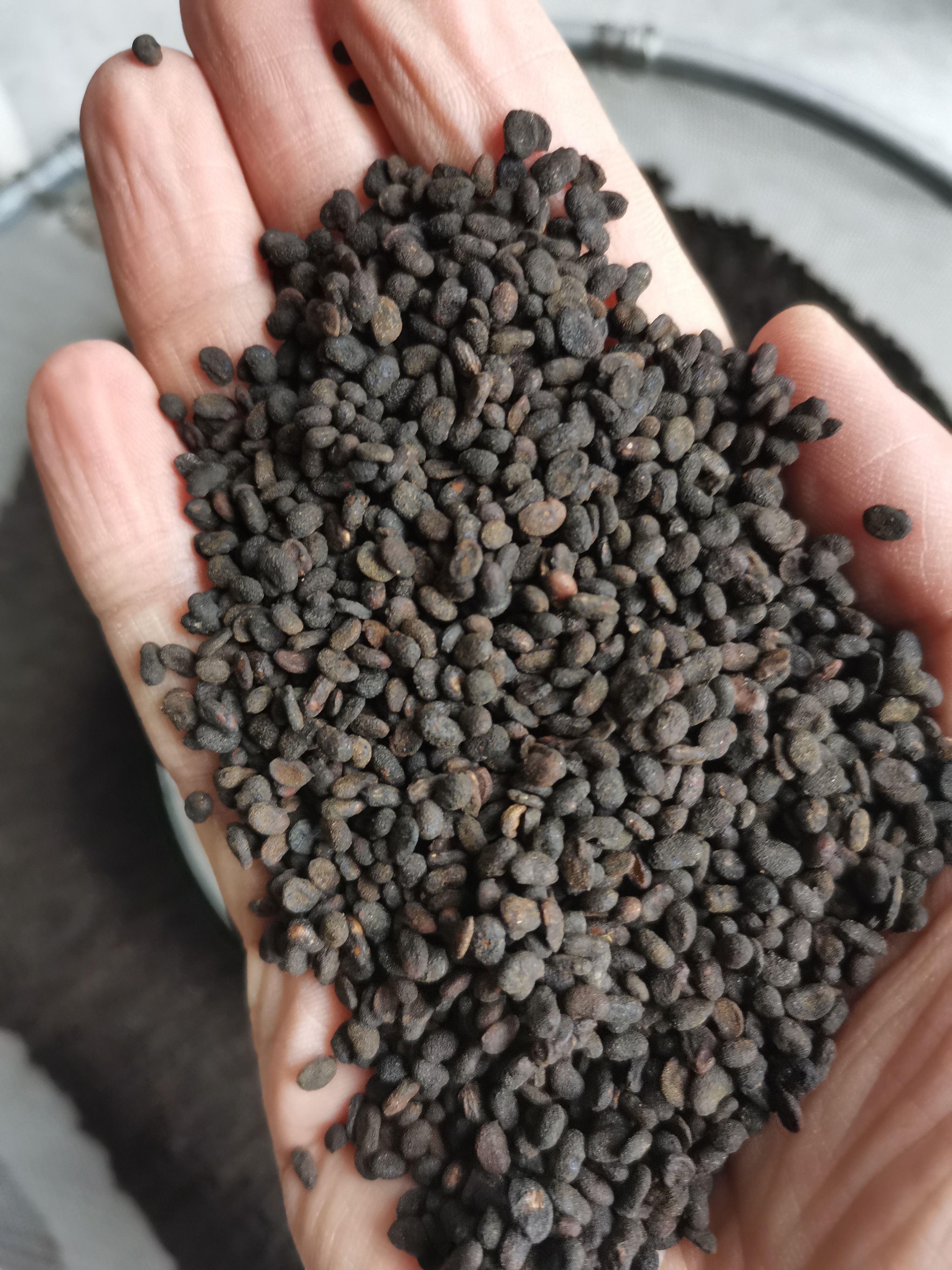 补骨脂 盐炒补骨脂 正品无硫补骨脂【假一赔十】