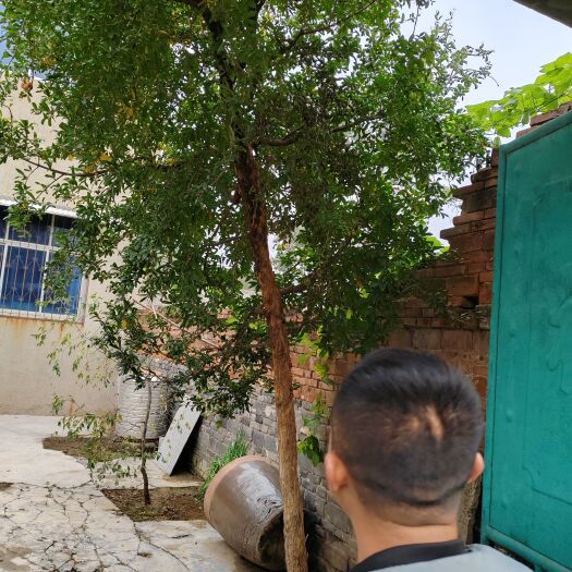 荥阳市石榴树