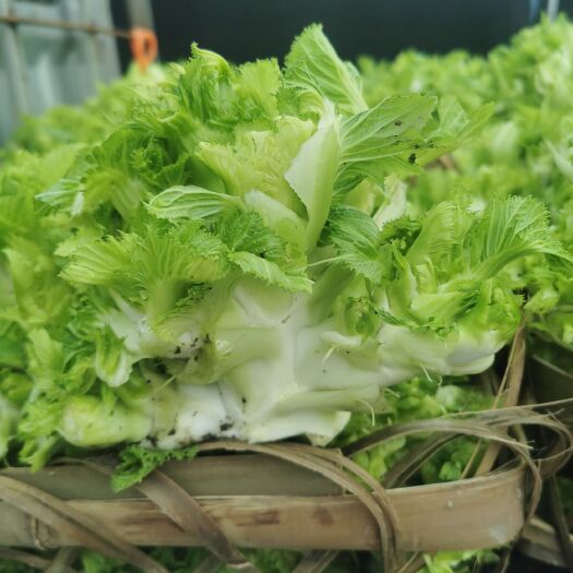 什邡市儿菜，基地货，品质优良！