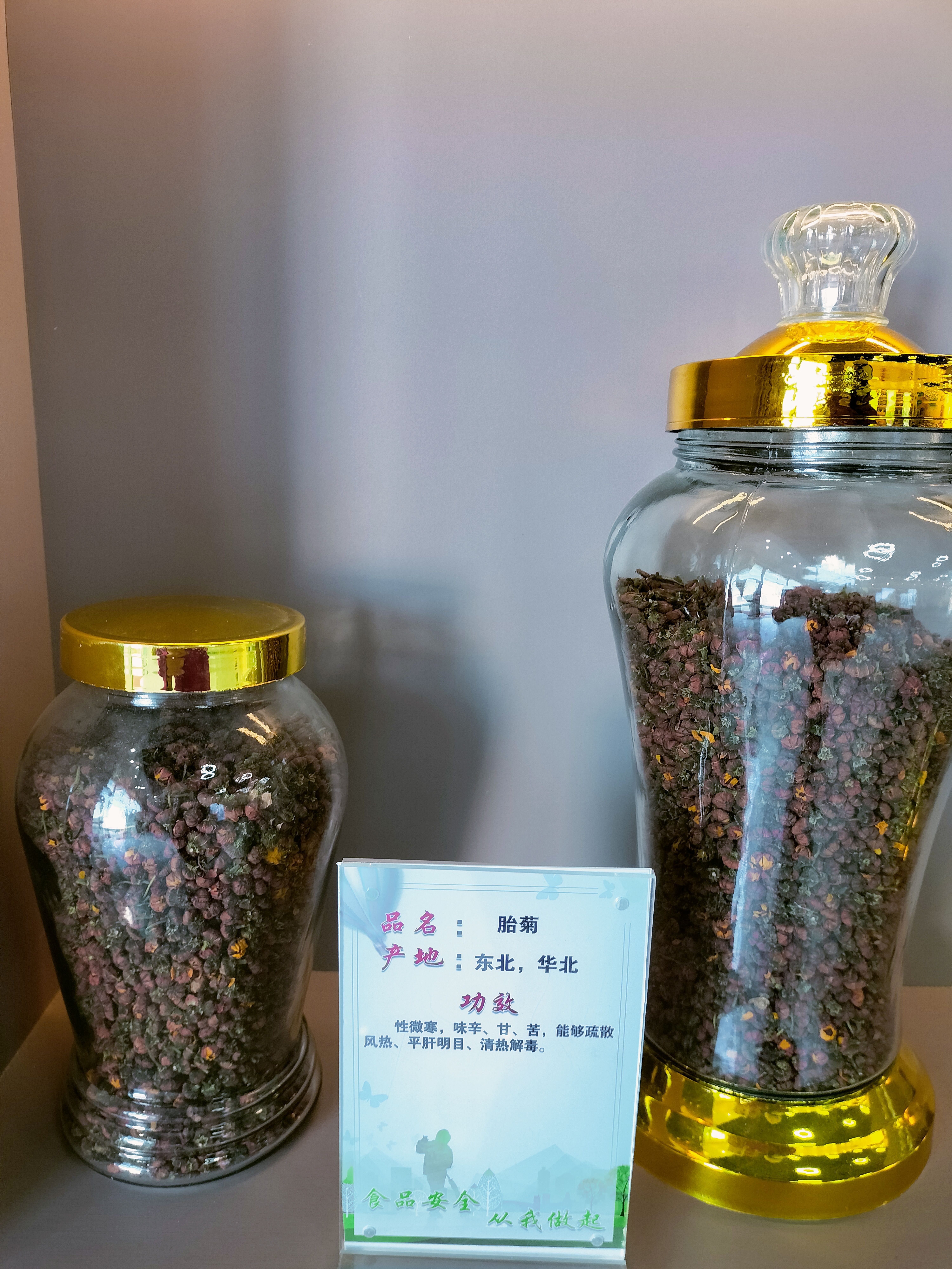 昆仑雪菊胎菊