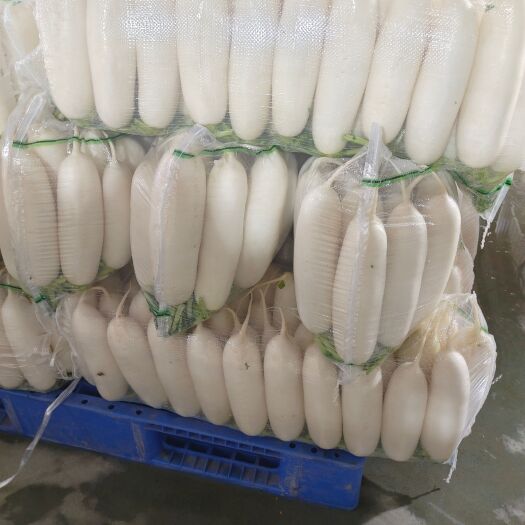 天门市沙洋白萝卜