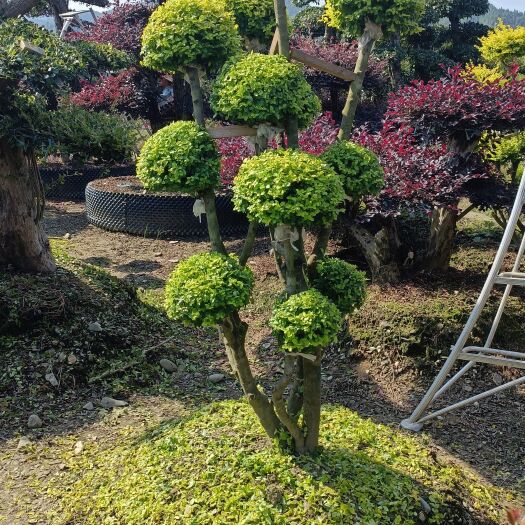 浏阳市叶片饱满。树形优美