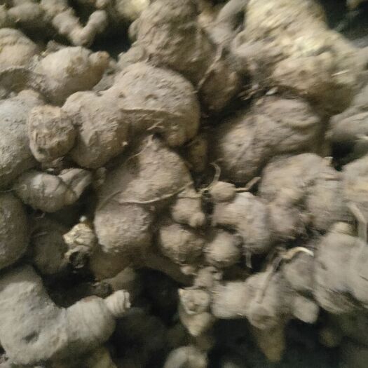 全州县大个鸡头黄精，姜型黄精10斤起包邮