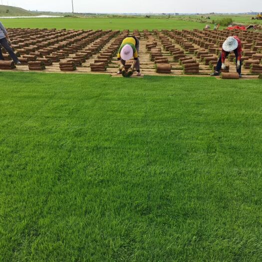 郴州果岭草四季青草皮百慕大草皮 耐寒耐旱耐踩踏基地直销价格实惠