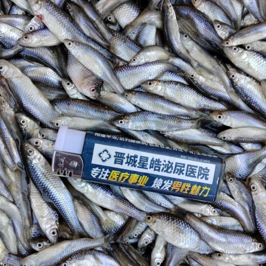 泽州县麦穗鱼