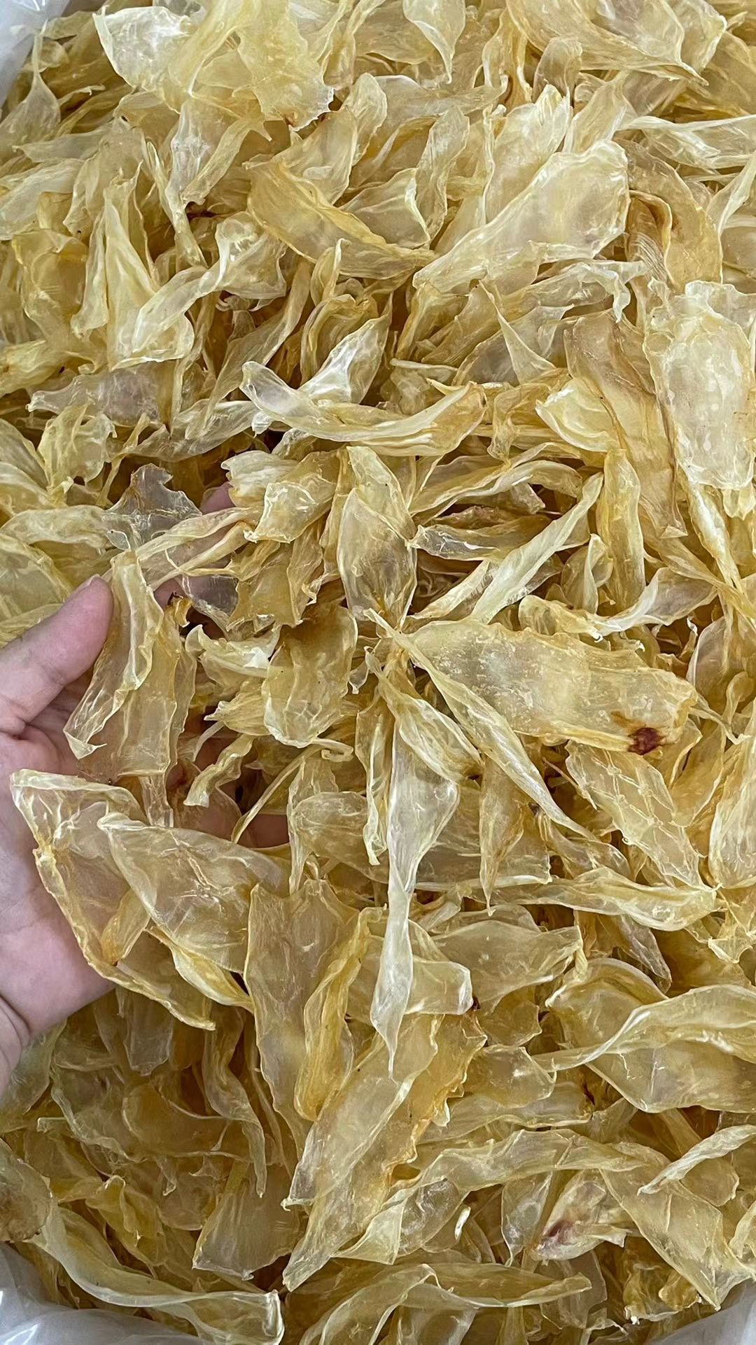 清水小竹叶胶，个头虽小，但胶质却不少