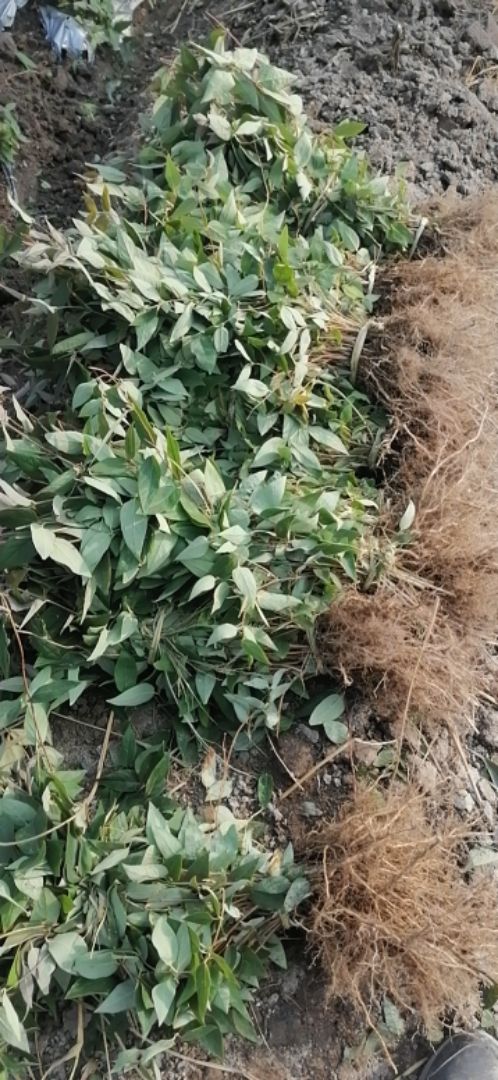 蕾花一号苗  金银花嫁接苗（花王1号）