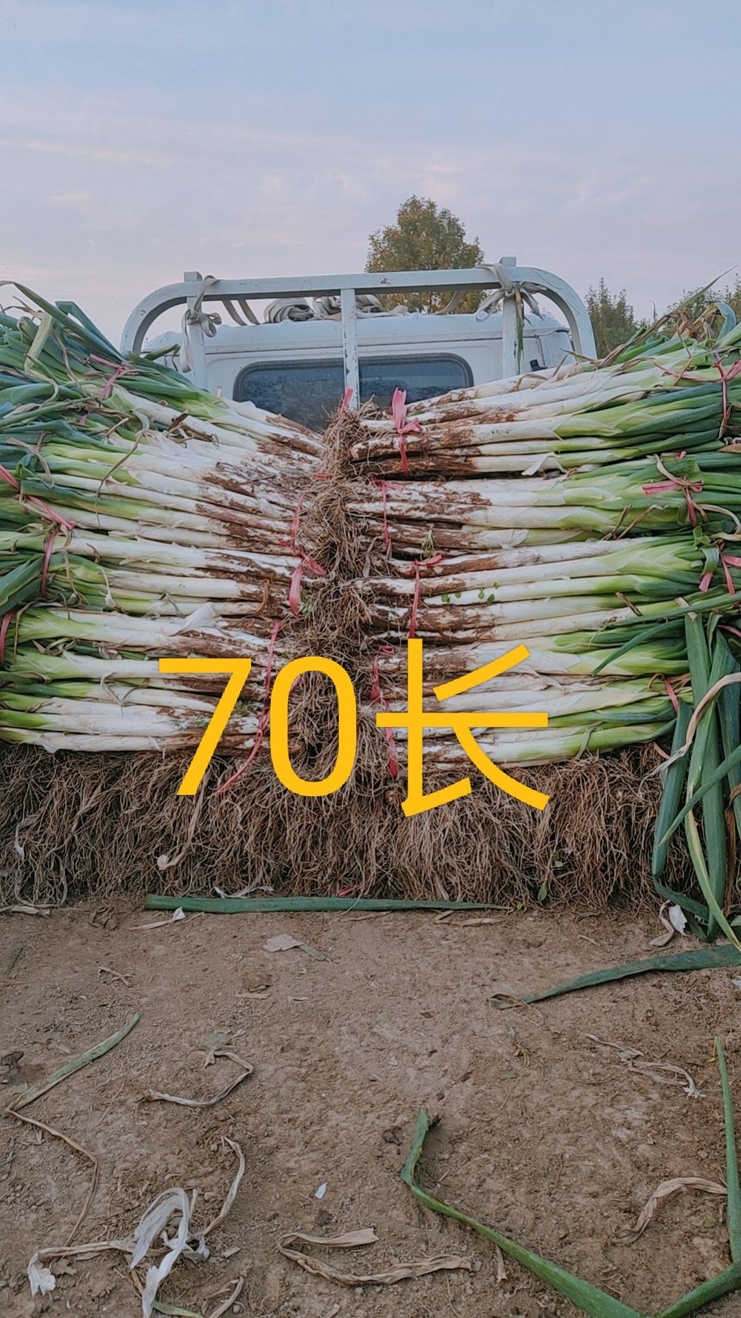 长白大葱  大葱高洁白大葱杆子硬子50一60公分并有专业团队