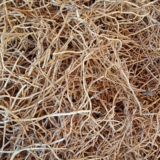 玉林鱼腥草根，无硫，