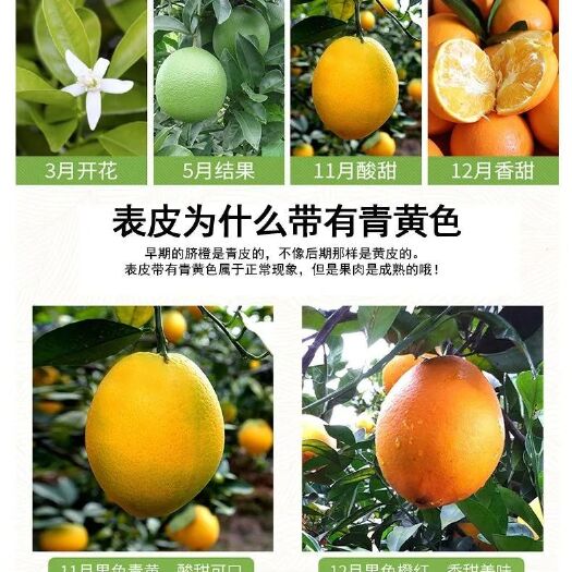 武平县赣南脐橙种植果园批发