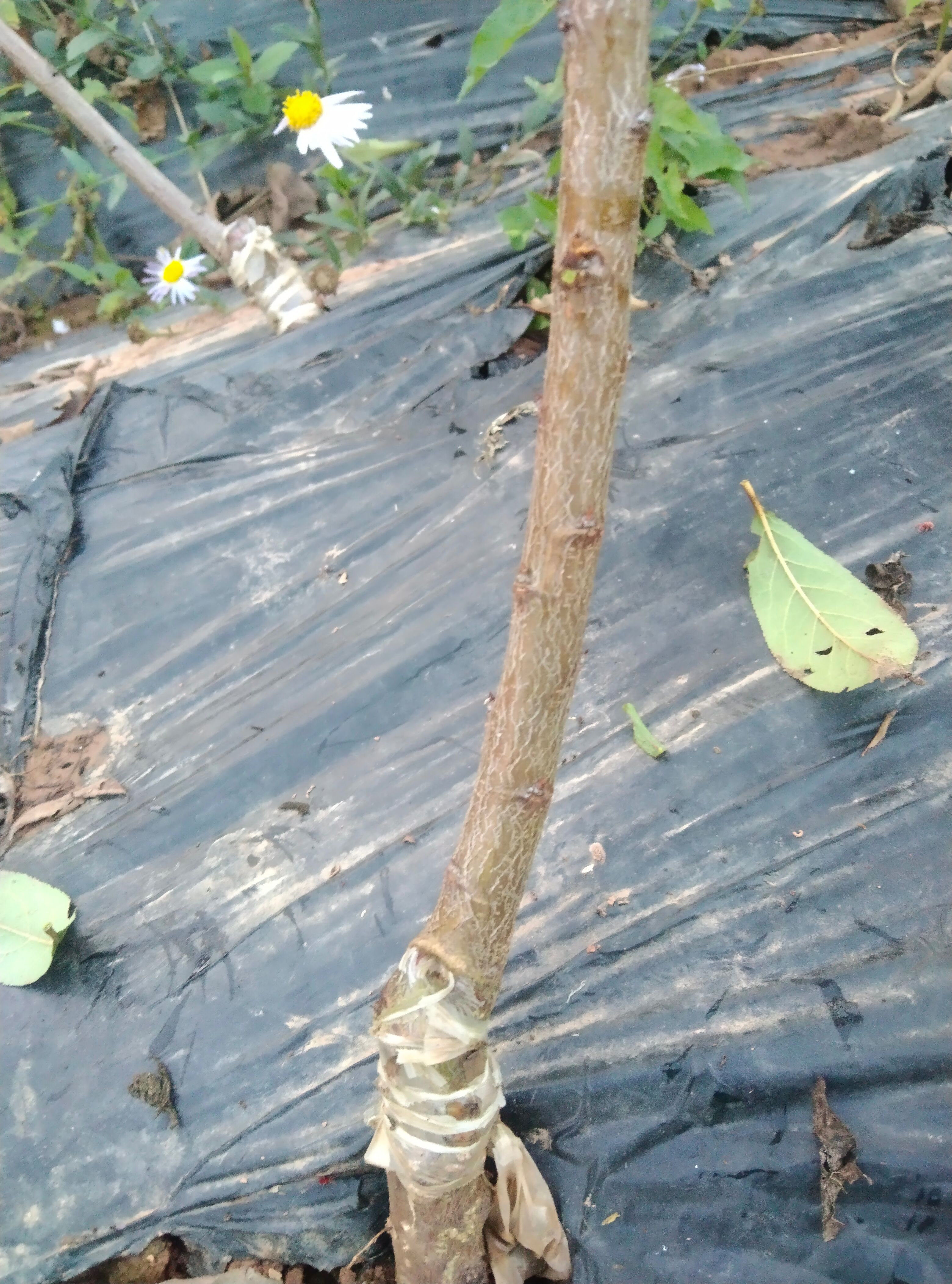 巨进李子苗，晚熟蜂糖李。基地直发，保湿发货，自花授粉，产量高