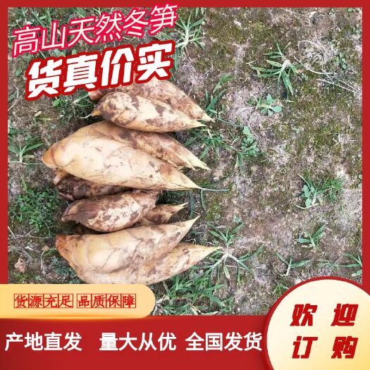 汝城县高山天然毛竹冬笋