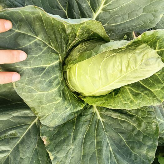 威宁县白菜。包菜，牛心甘蓝