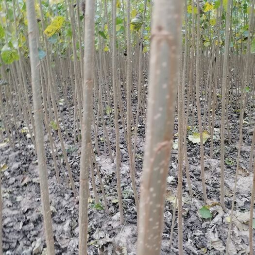 临清市1070速生杨当年仟插苗！1500亩