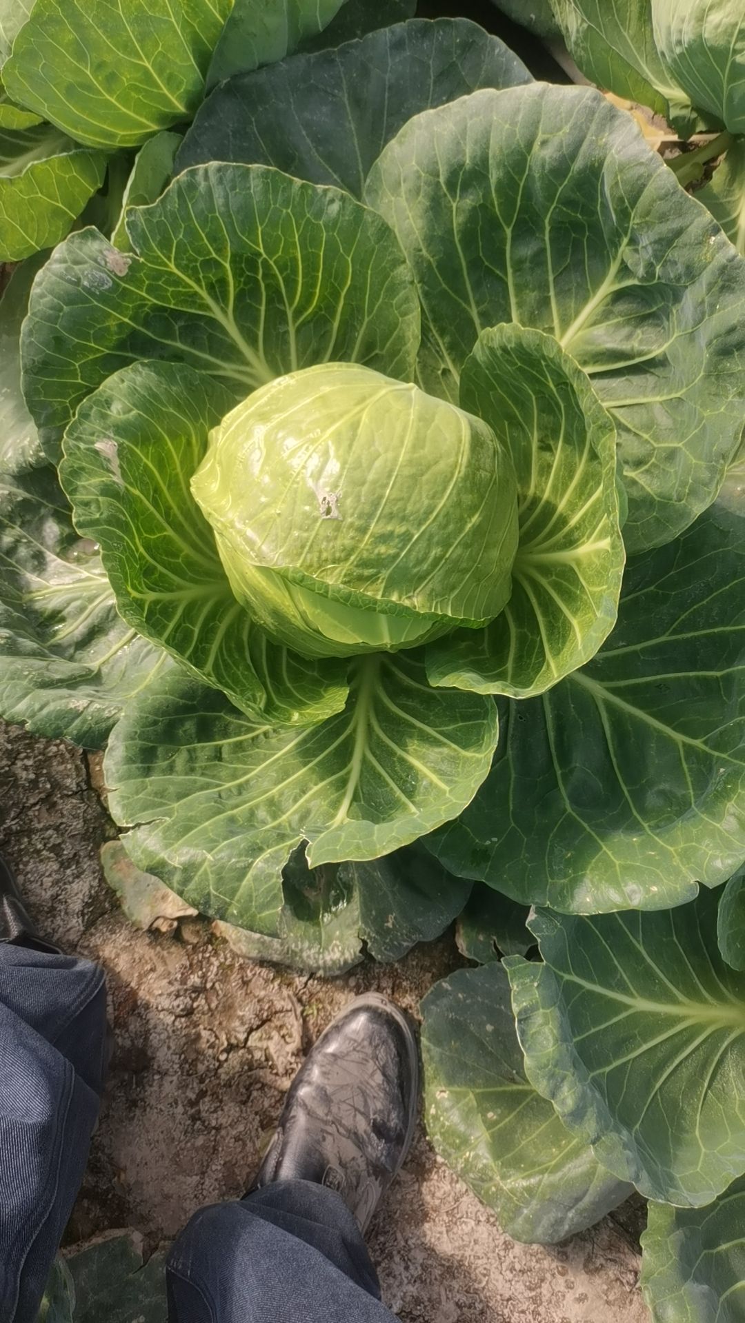 新疆原产地莲花白
