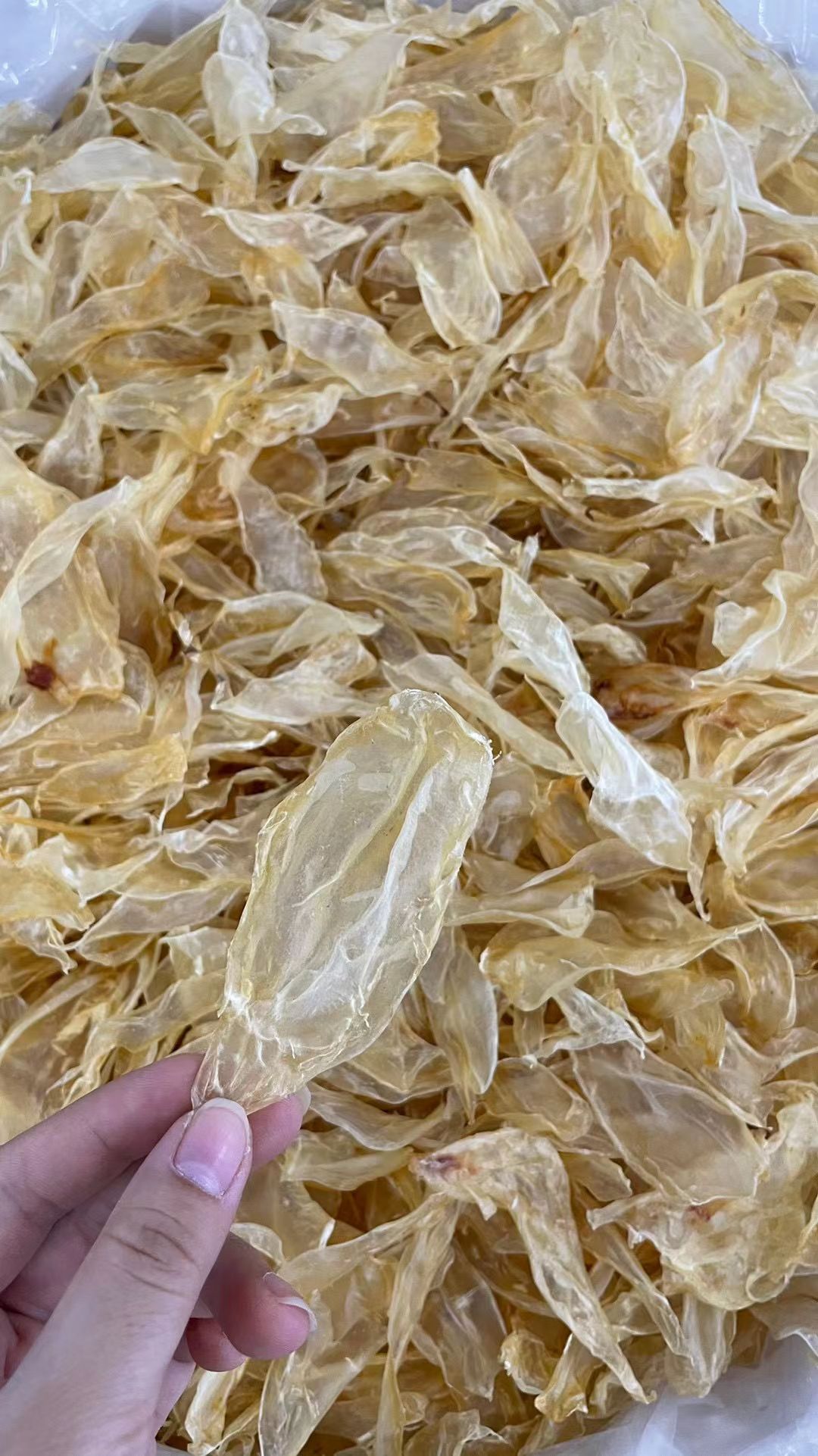 清水小竹叶胶，个头虽小，但胶质却不少