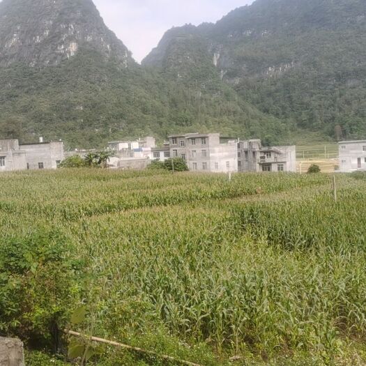 德保县玉米芯