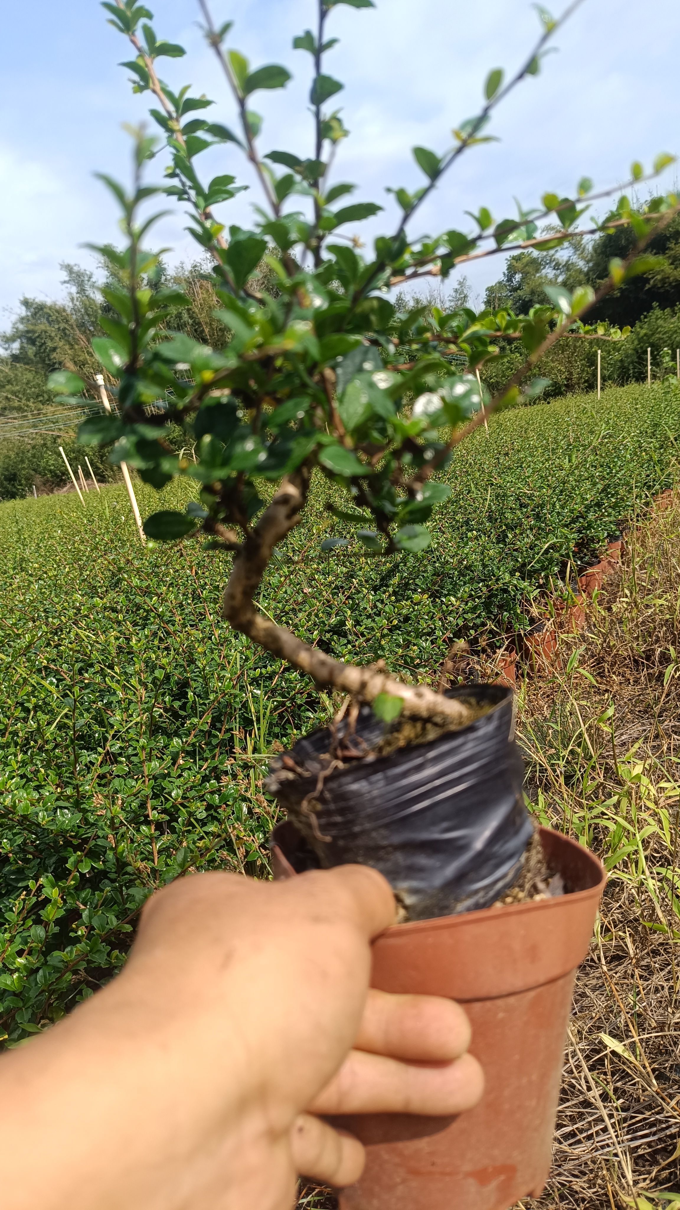 小叶福建茶盆景老桩飘枝悬崖式S造型禅意盆栽室内茶室桌桩庭院