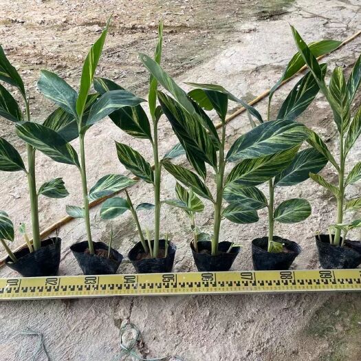 漳州花叶连姜