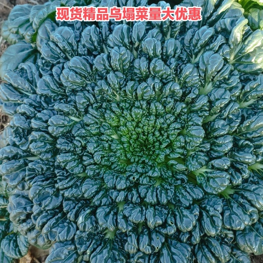 鹿邑县蔬菜叶类菜乌塌菜  需要的留言或电联看到后第一时间回复给您