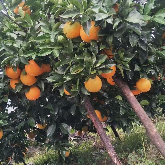 新宁县脐橙