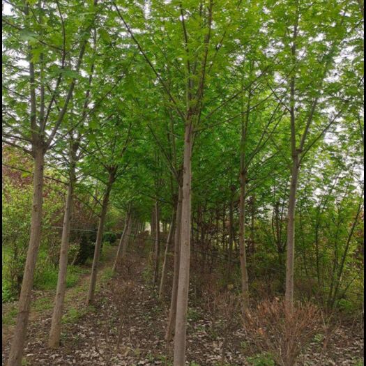 新沂市枫杨树元宝树