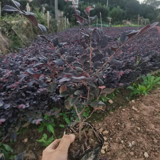 浏阳市红花继木大杯