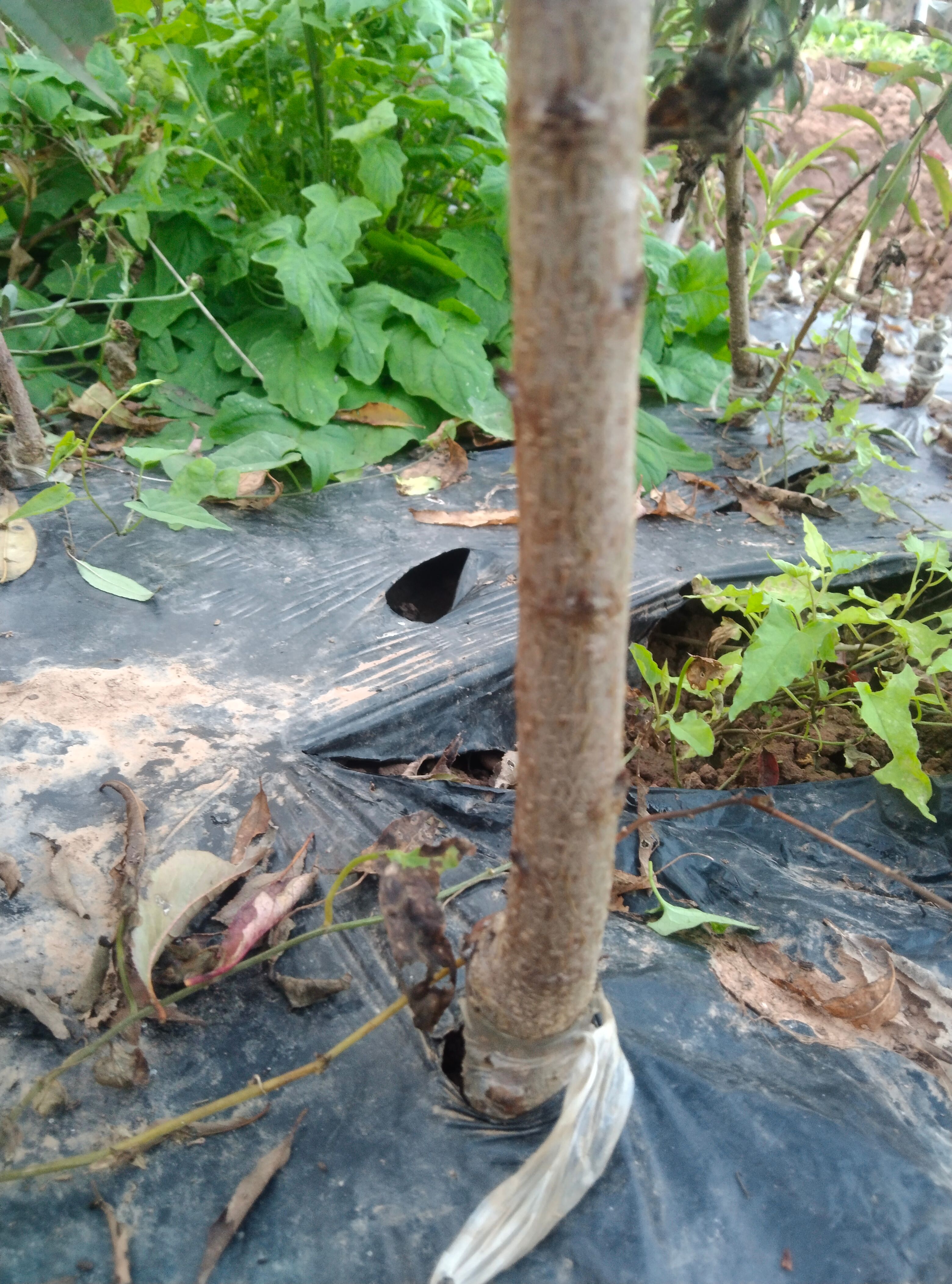 巨进李子苗，晚熟蜂糖李。基地直发，保湿发货，自花授粉，产量高