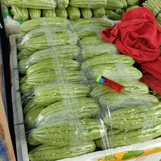 湛江油苦瓜，有大油小油苦瓜。大量可供应，可持续供应饭堂，等等