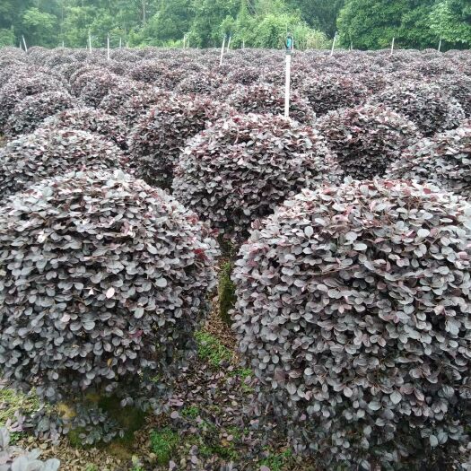 阳朔县大量供应红花继木球50-1米2球