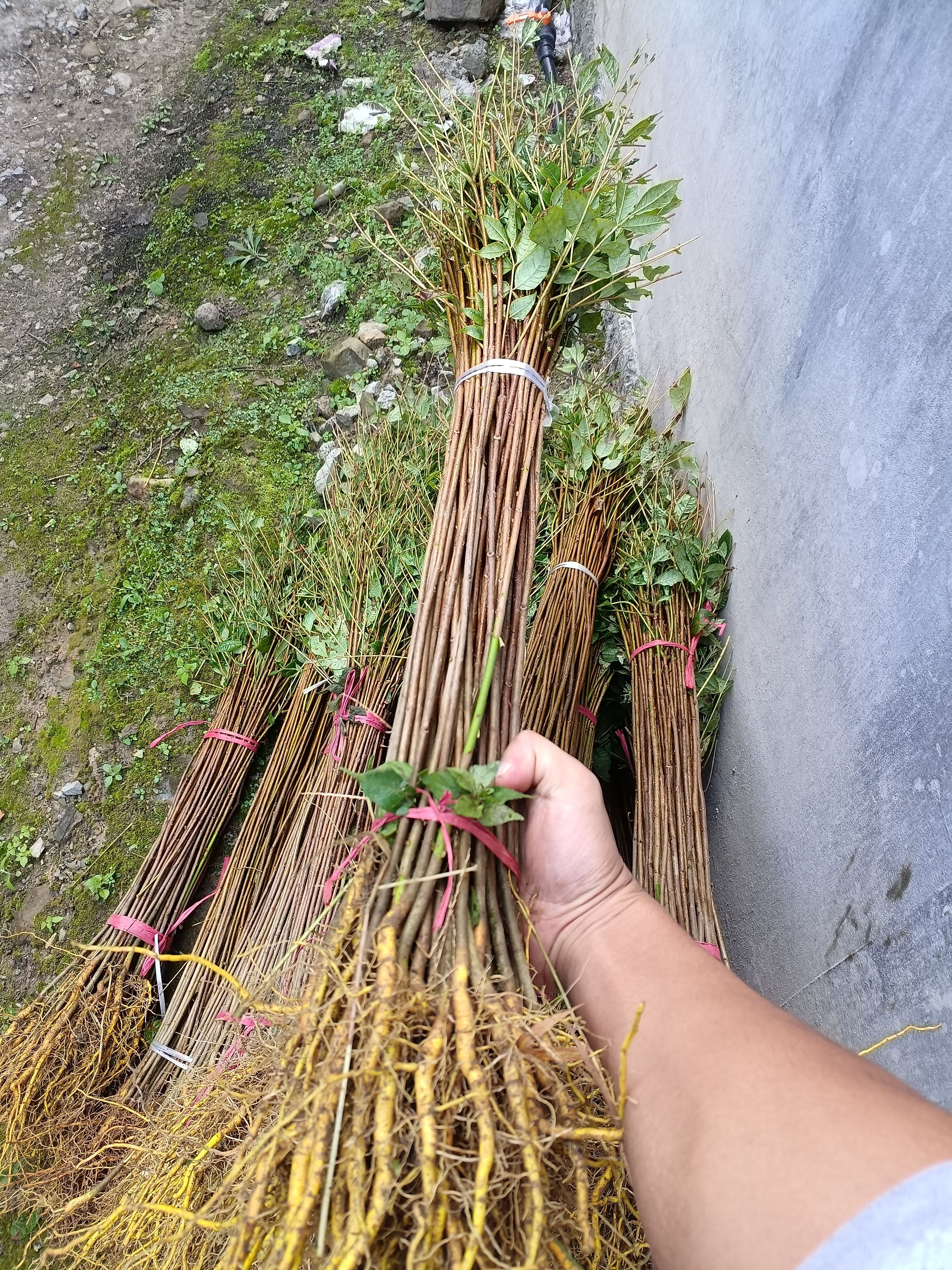 黄柏苗  黄柏树  厚皮黄柏  川黄柏