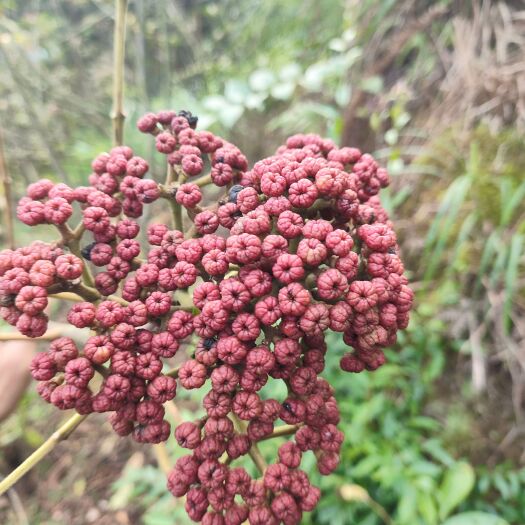 通道县吴茱萸鲜货