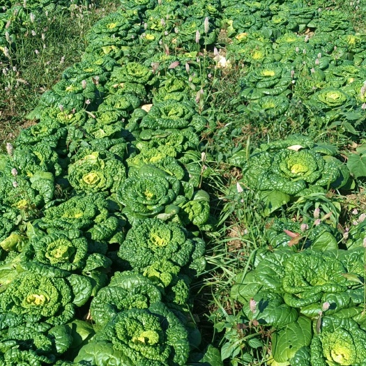 怀远县黄心菜