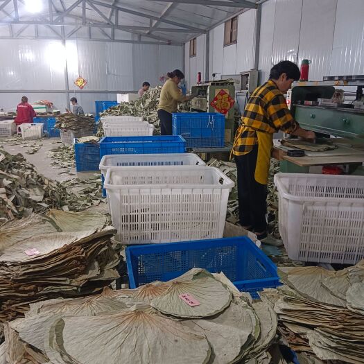 鱼台县微山湖荷叶，精品原叶，精品荷叶切片，荷叶块，荷叶丝，