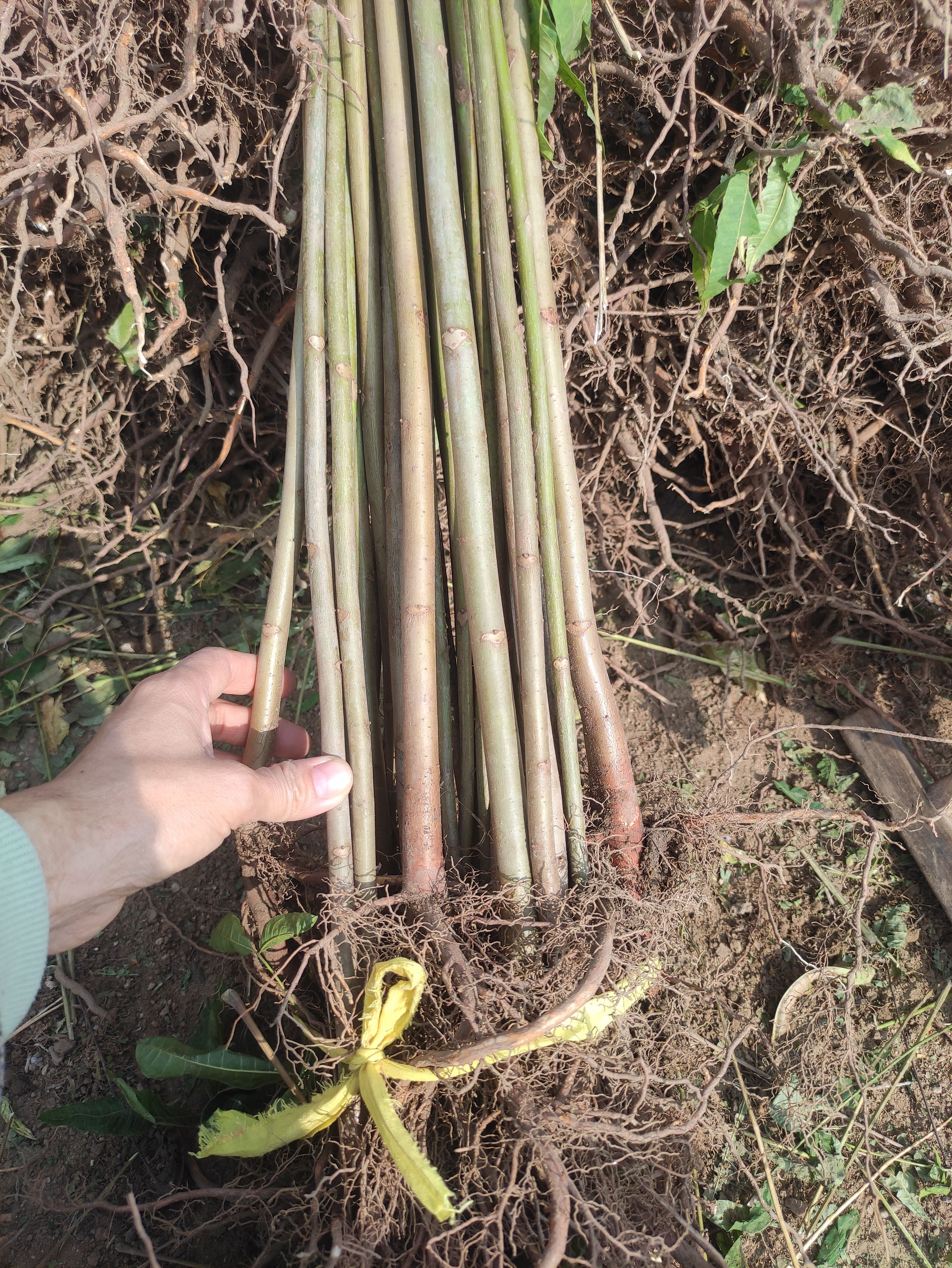 红油香椿苗  香椿树苗 大量供应1-3公分香椿树苗 红油香椿