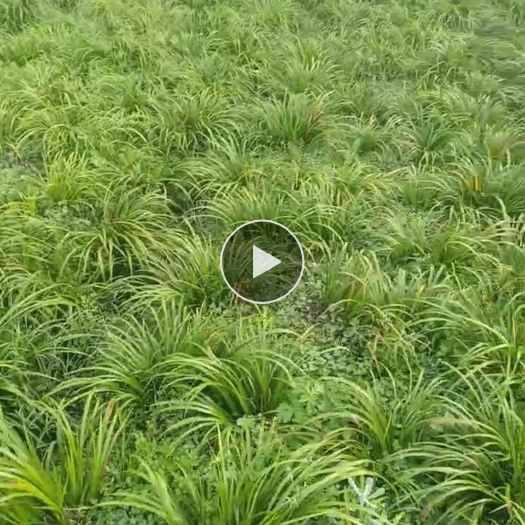 毕节茴香菖蒲