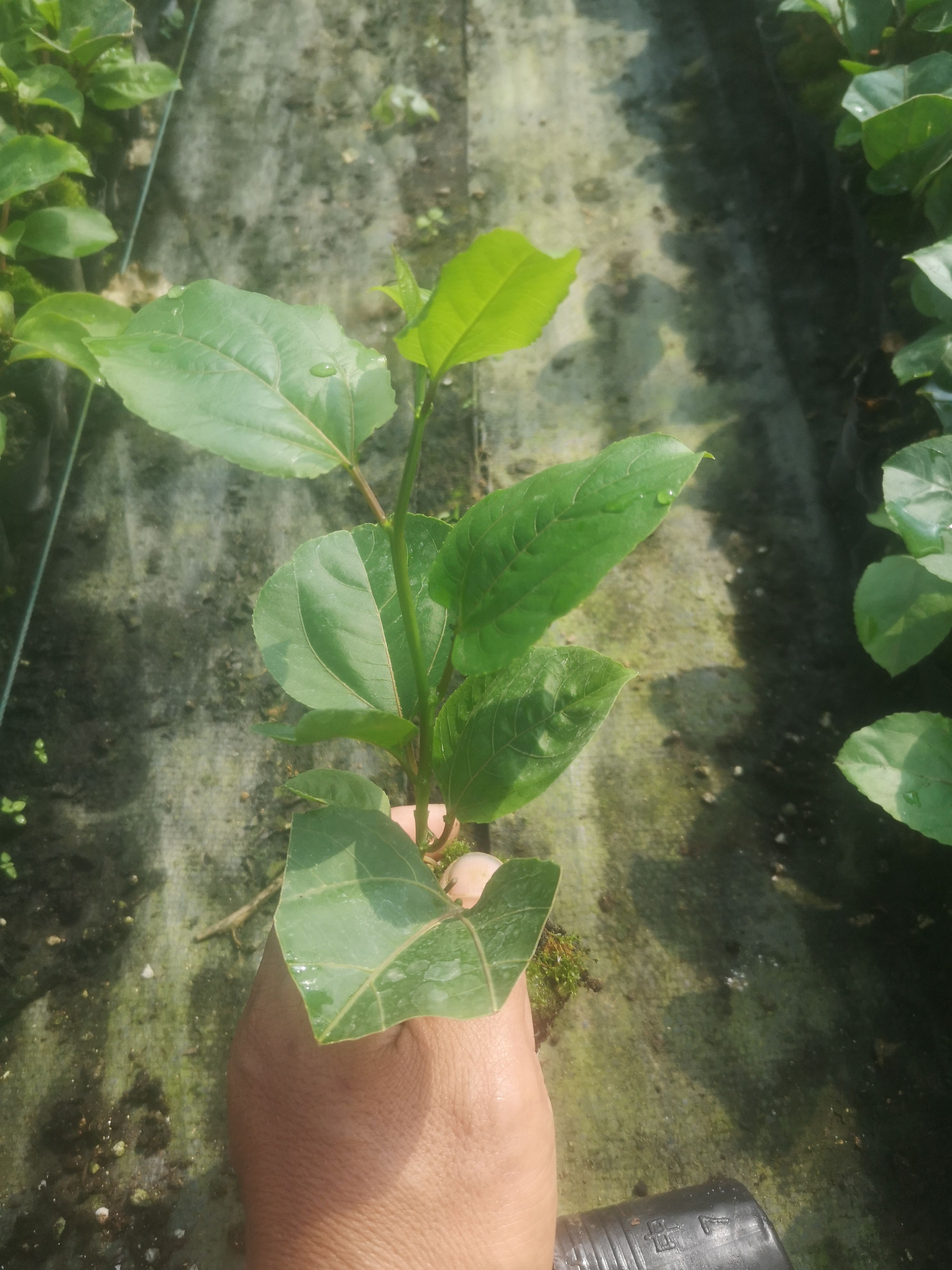 百香果苗